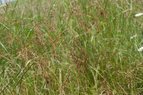 Scirpus pendulus #13